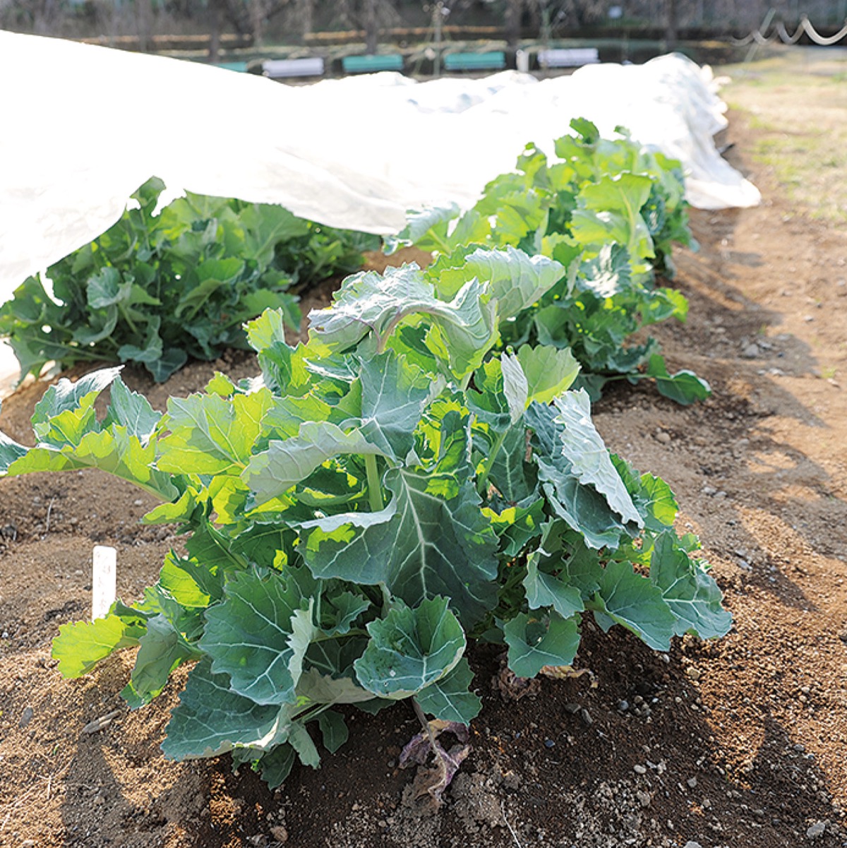 新品種の愛称募る