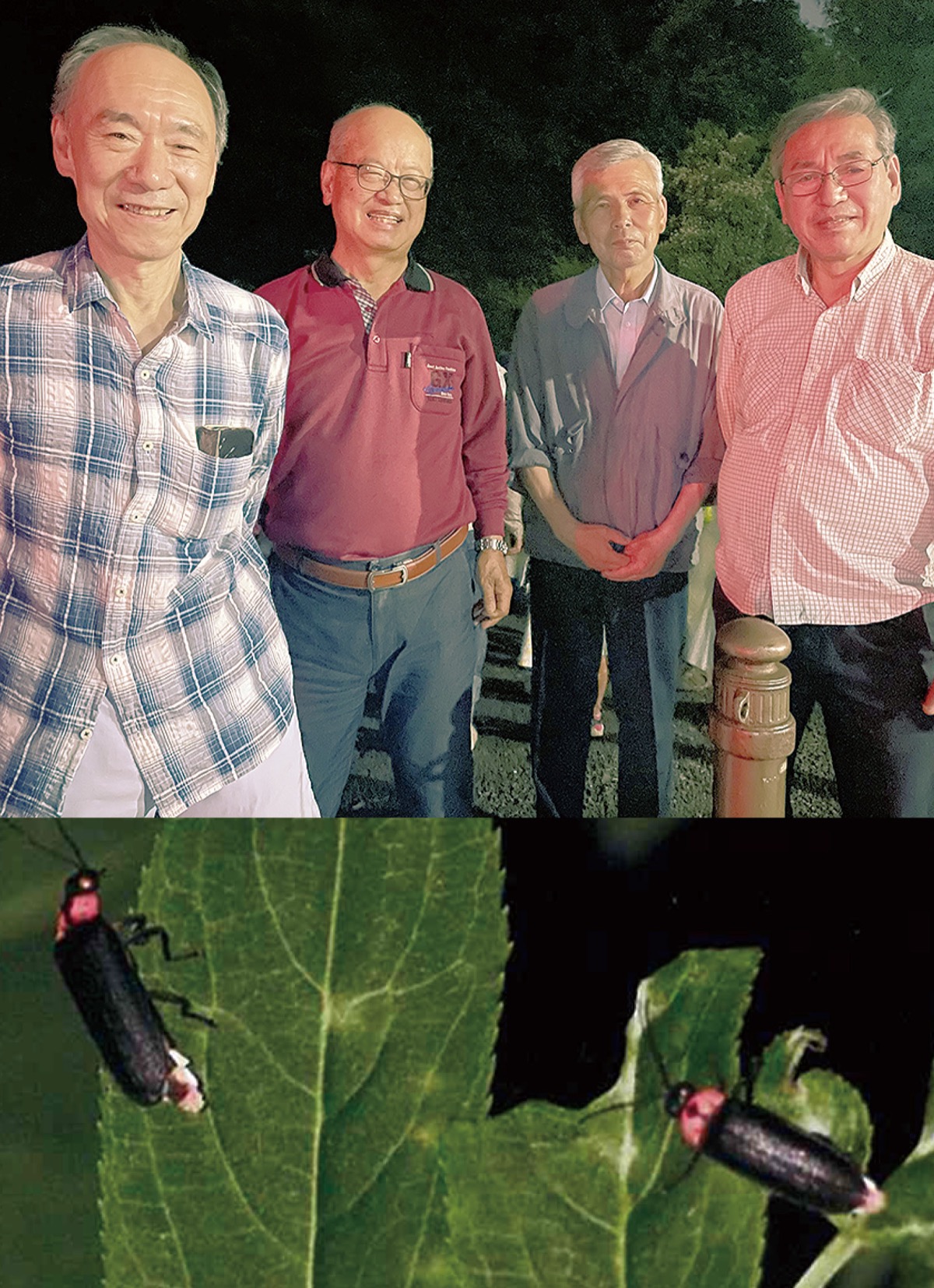 自生ホタル 輝き放つ 中原区市民健康の森 育てる会 10年間の活動実る 中原区 タウンニュース