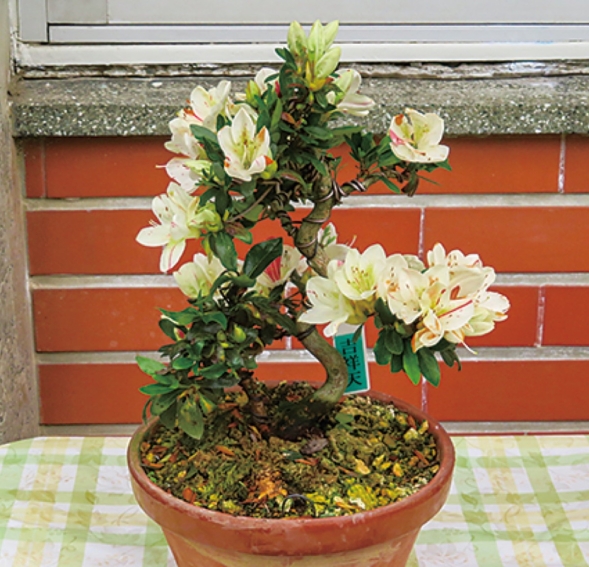 【初版】　皐月盆栽　日本さつき文化振興会 初版】 皐月盆栽 日本さつき文化振興会 初版】 皐月盆栽 日本