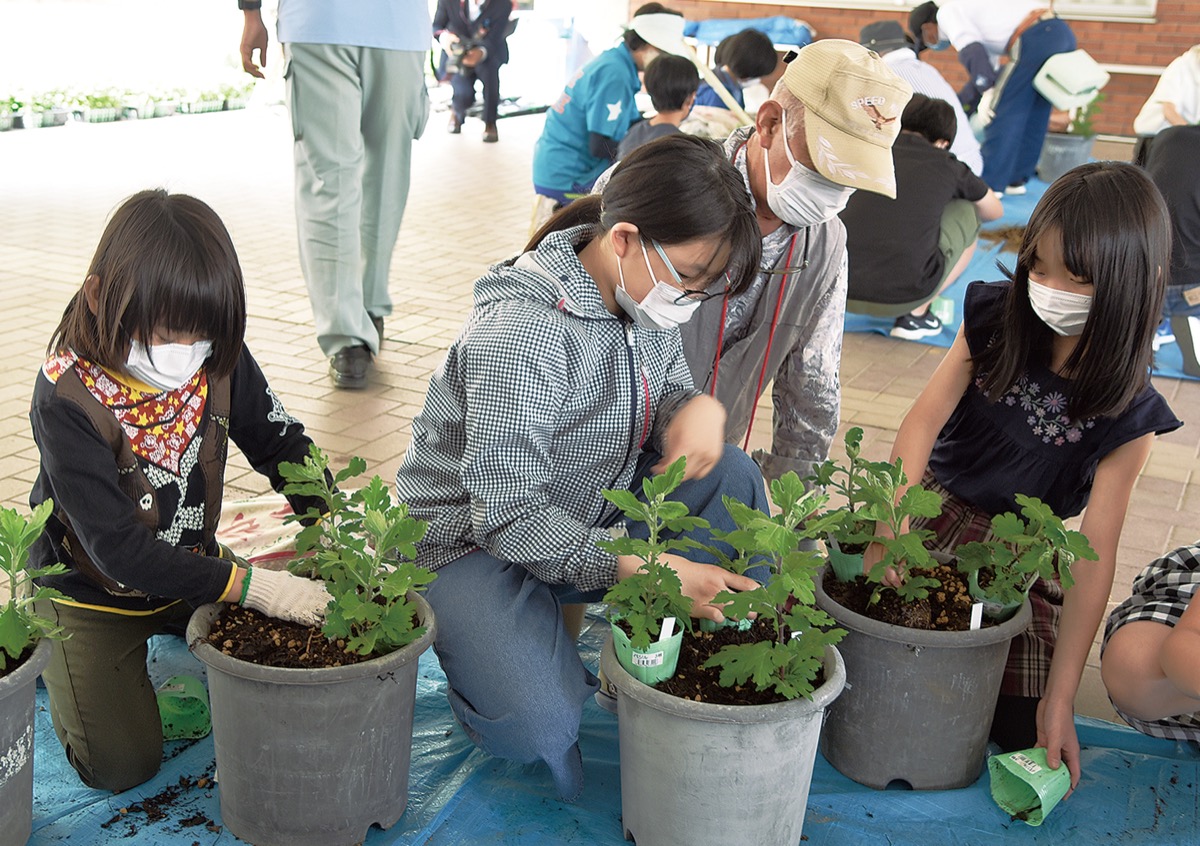 大戸小児童が菊の苗植え