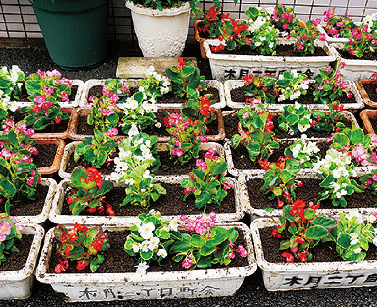 植え替えられたベゴニア