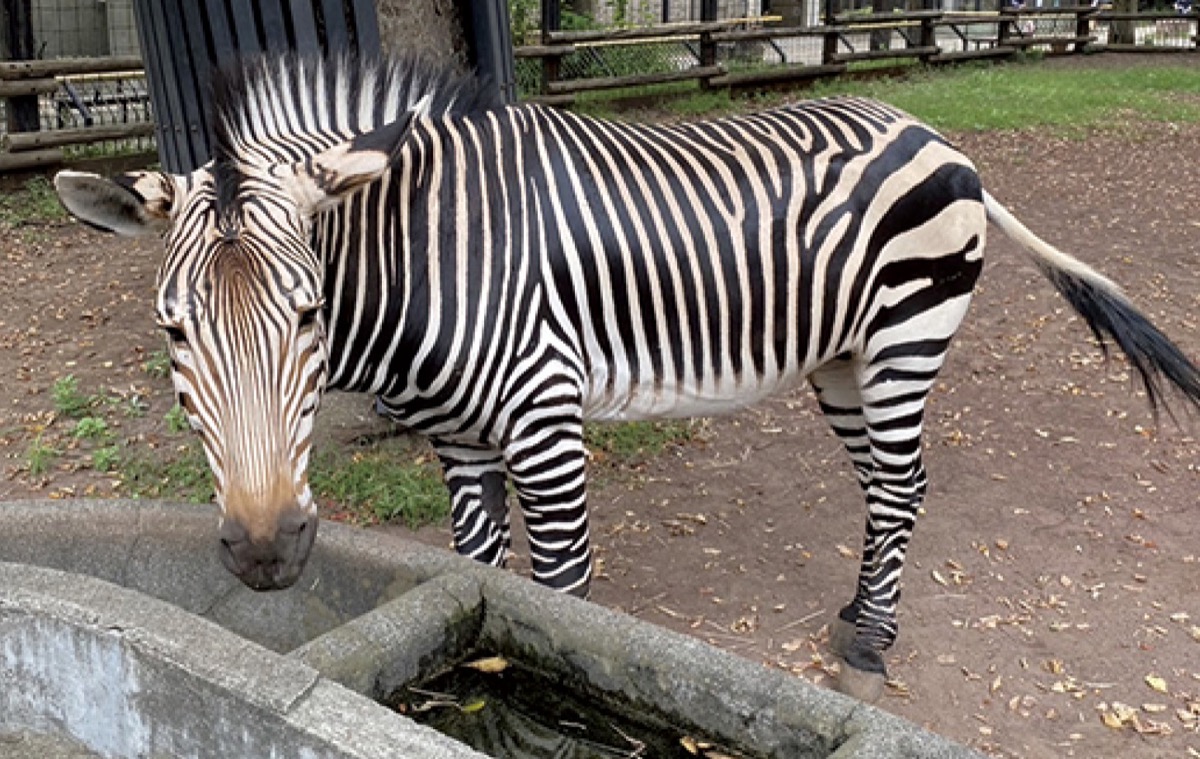 ハートマンヤマシマウマのアース
