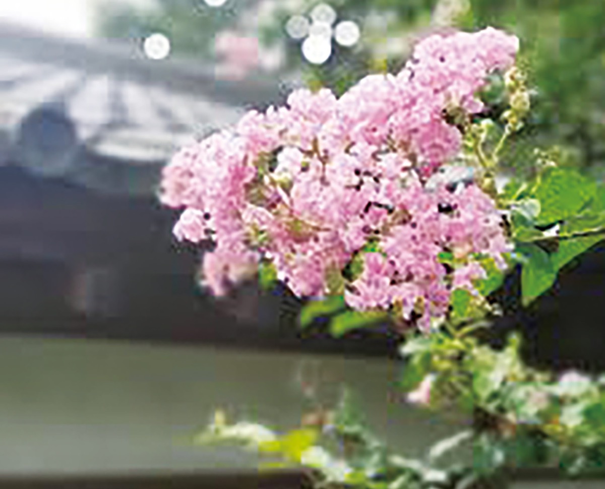 境内に咲く紅色のサルスベリ