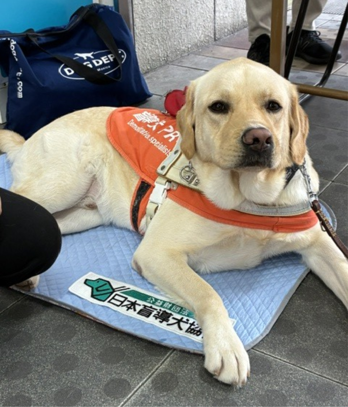 新城で盲導犬募金 (写真2)