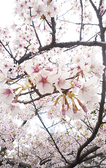 頭上を覆うように咲き誇るピンクの桜（3月25日撮影）