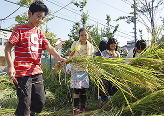 自分たちで育てた稲を慎重に刈り取る児童たち