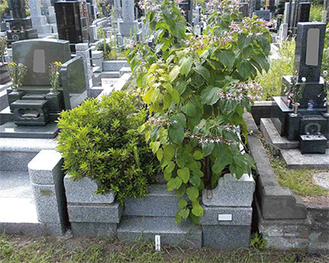 雑草が生い茂る無縁化した墓所（写真は霊園事務所提供）