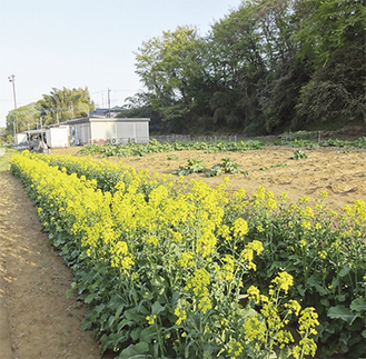 「菜の花プロジェクト」で使用した古沢の畑