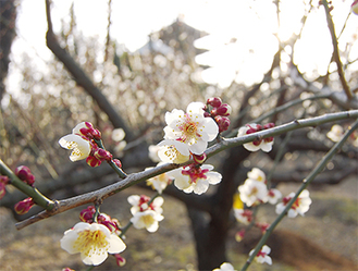 五重塔を背に咲き誇る梅の花（２月21日撮影）