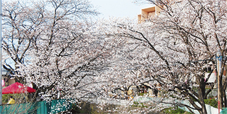 名所として知られる麻生川沿いの桜（写真は昨年撮影）