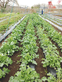 　明治大学で栽培されている　　　　　のらぼう菜