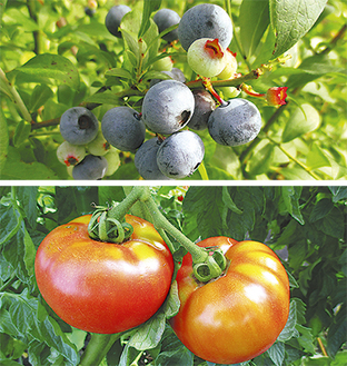 ブルーベリーやトマトの収穫体験が行われる