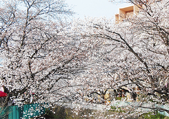 桜の名所として知られる麻生川（写真は過去に撮影）