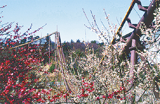約２００本の梅が咲き乱れる