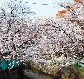 桜の名所として知られる麻生川（写真は過去に撮影）