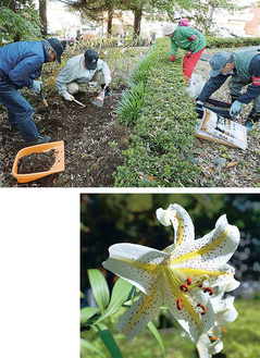 植栽活動の様子（上）と昨夏に咲いたヤマユリ（右）＝いずれも同会提供
