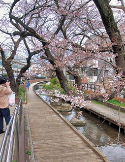 桜が開花し始めた流域＝17日