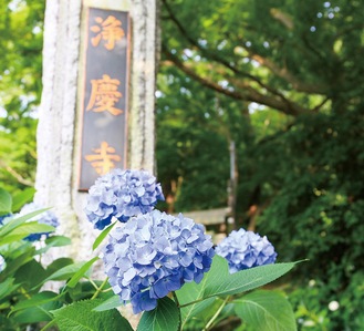 入り口前に咲く青い花＝６月４日撮影