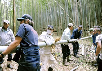 整備された竹林で竹行燈に使用する竹を切り出す会員ら＝11日