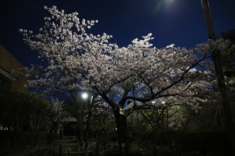 薄紅の花を咲かせている玉縄桜（3月1日撮影）