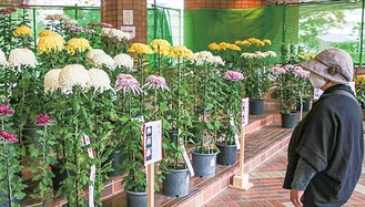 いろいろな種類の菊を展示（昨年の様子）