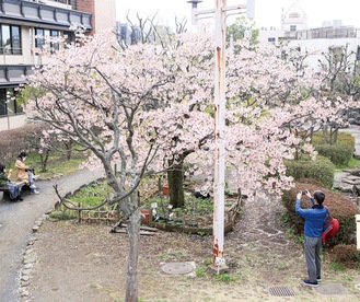 ピンク色の花を咲かせる玉縄桜＝３月19日撮影