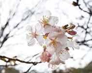 玉縄桜、ひと足早く開花