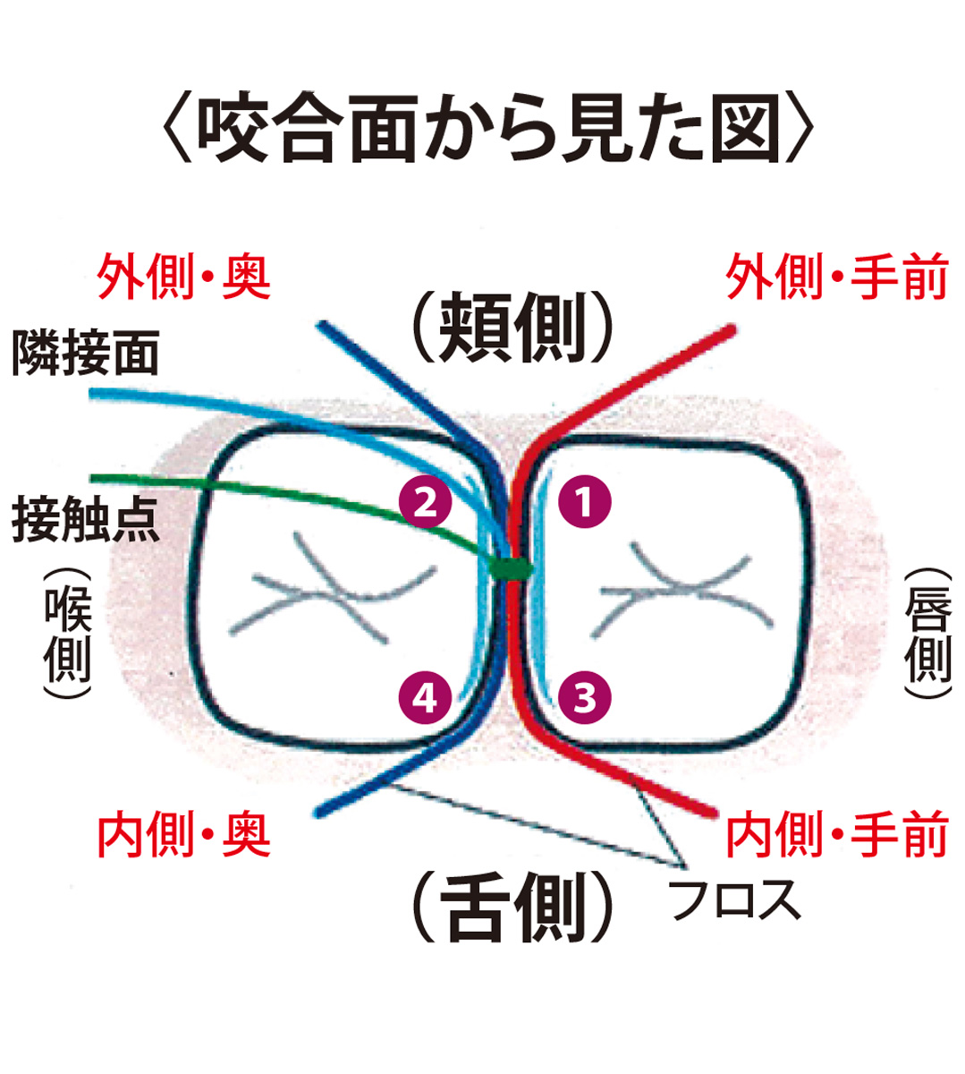 歯ウ・トゥ・ケア