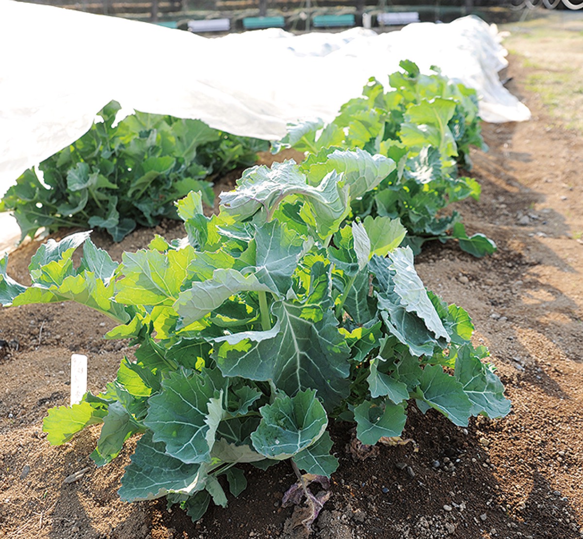 新品種「川崎市農技１号」