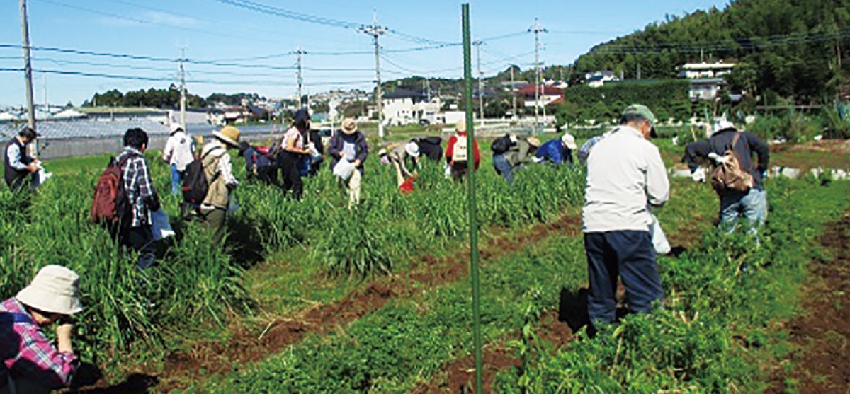 早野でハーブ摘み