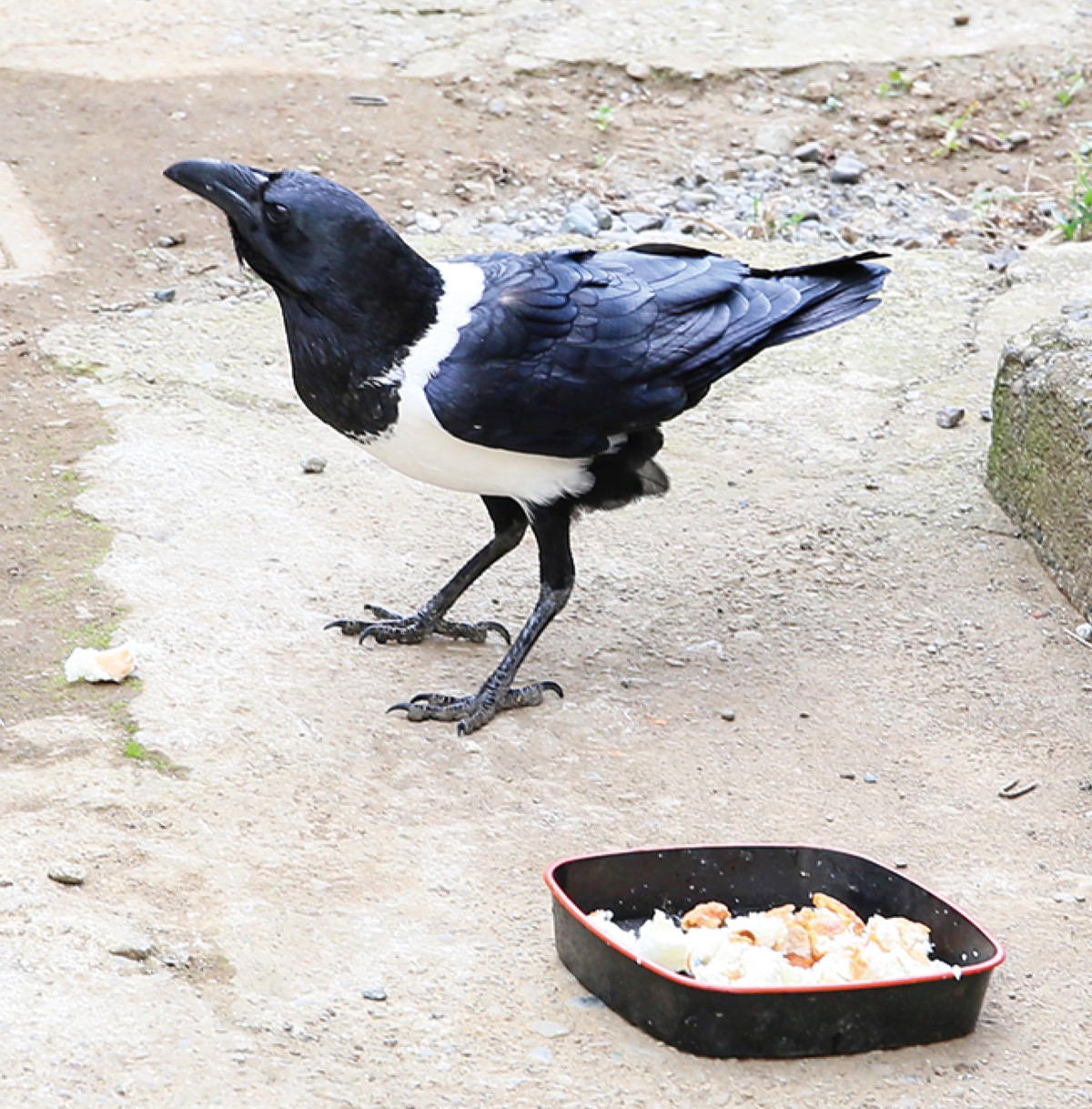 川崎市麻生区内に出現 白い カラス 飼われていた鳥逃げたか 麻生区 タウンニュース