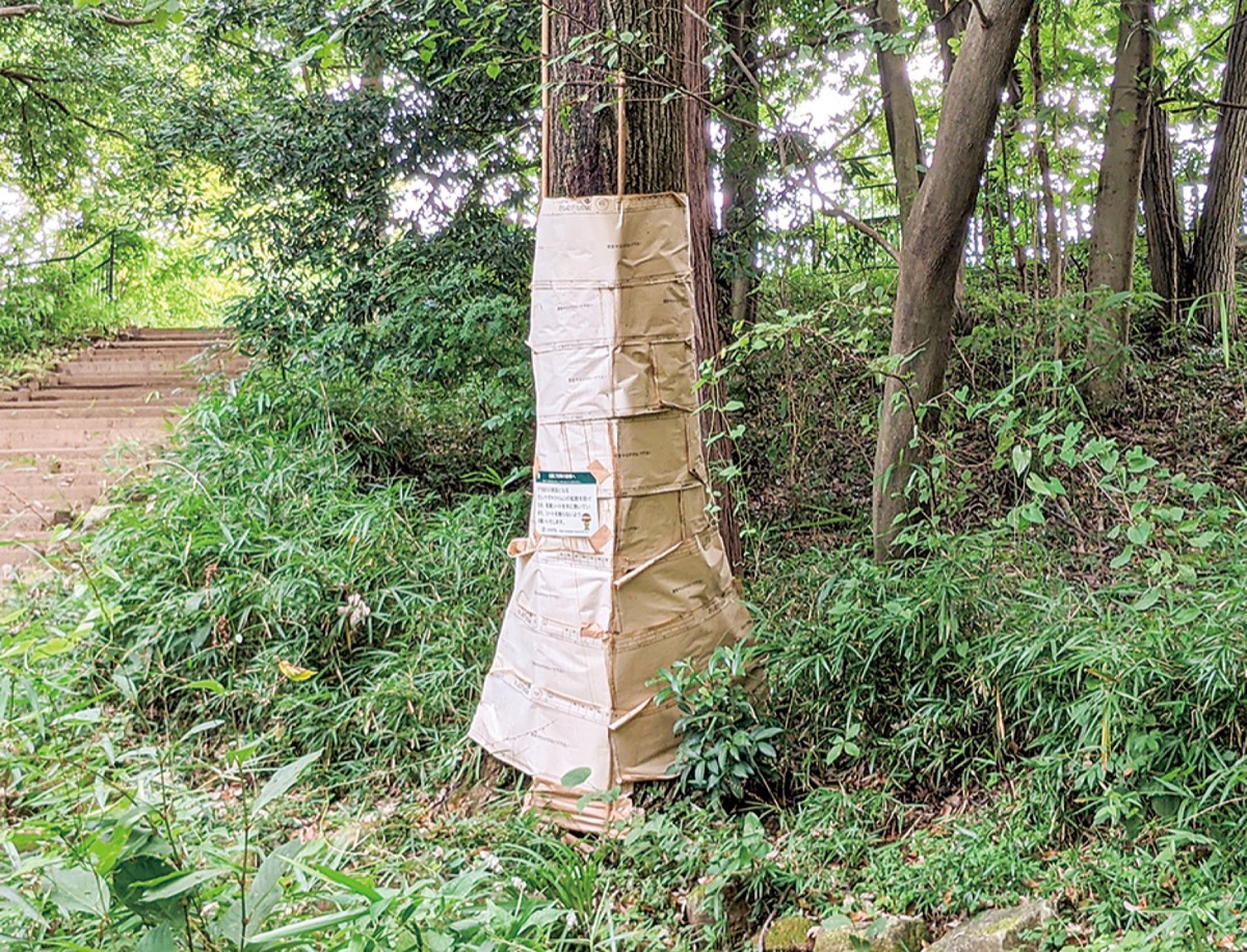 ナラ枯れ大発生