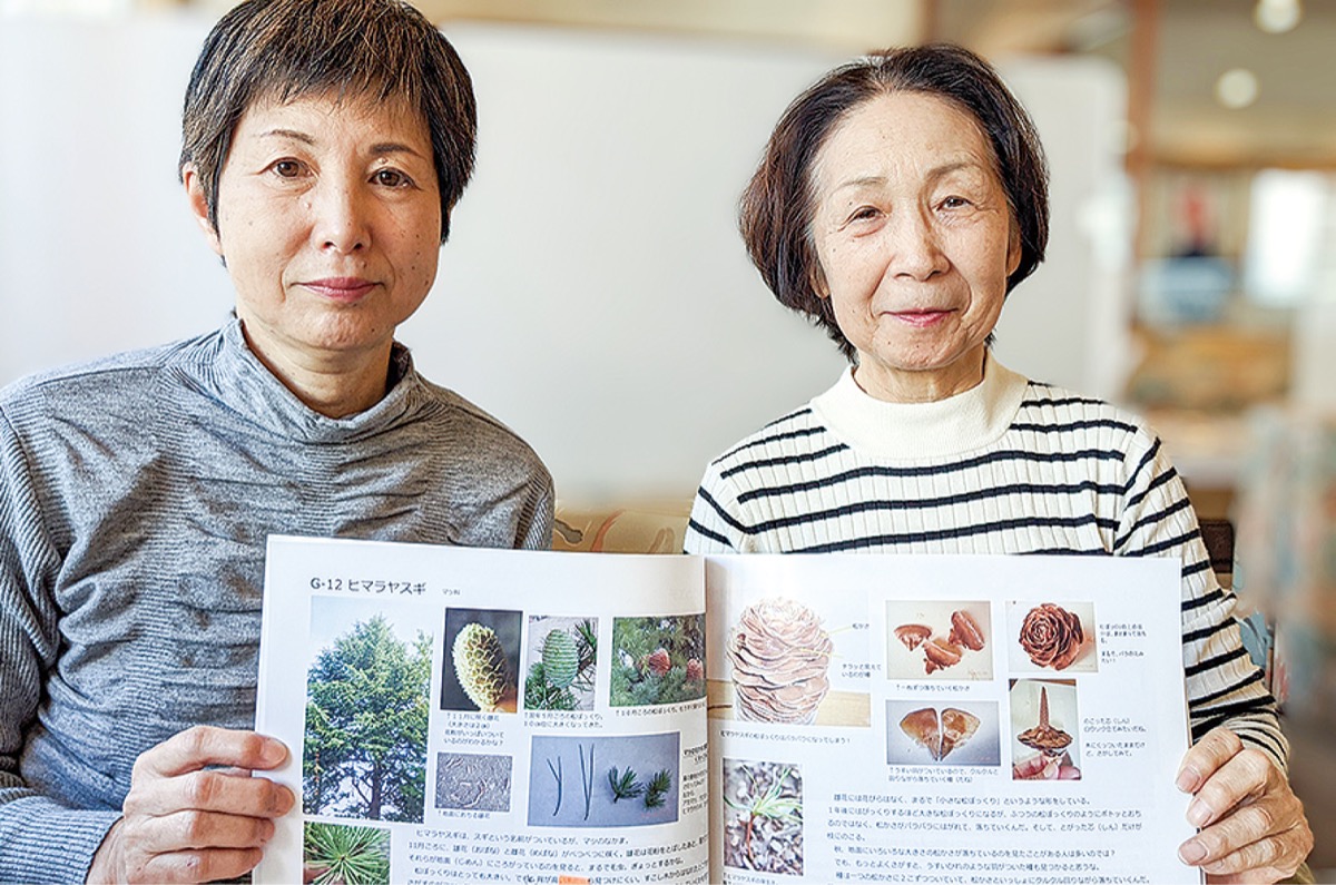 学校の木っておもしろい