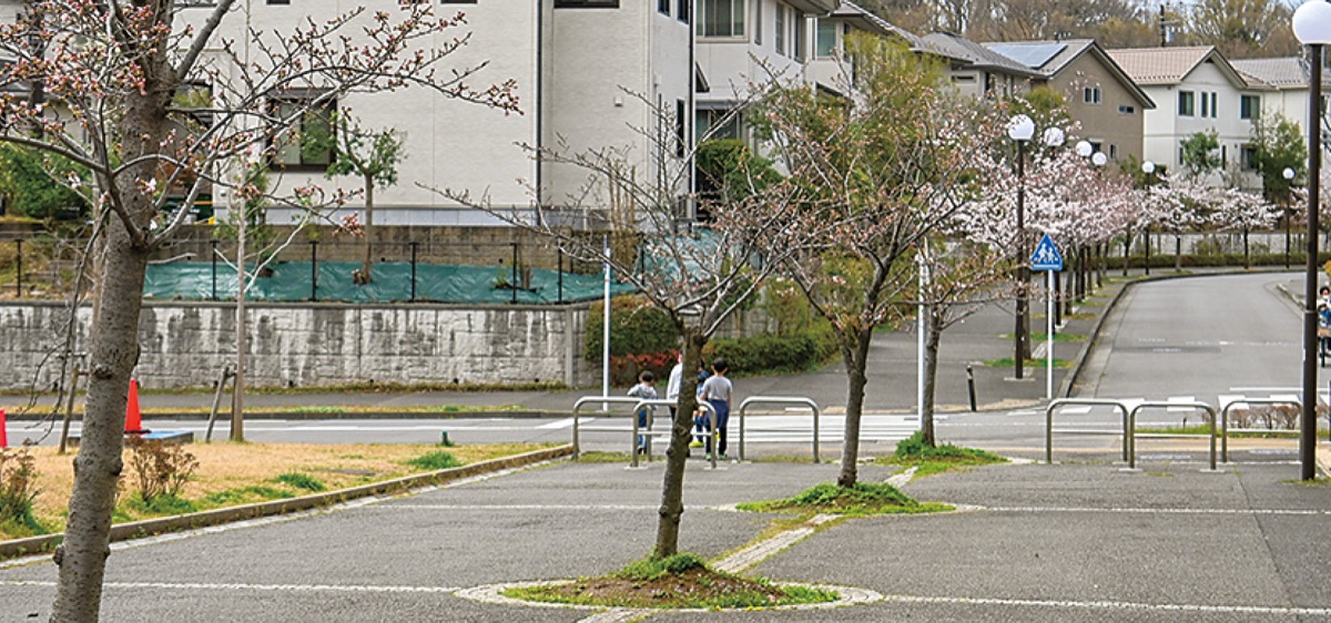 地盤が違いで手前と奥で花の咲き方が異なる