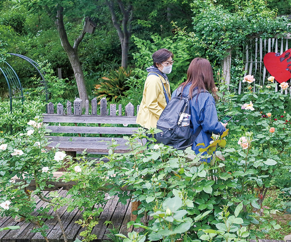 バラの写真を撮る来場者