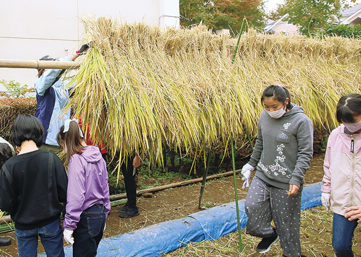 天日干しにする稲の束