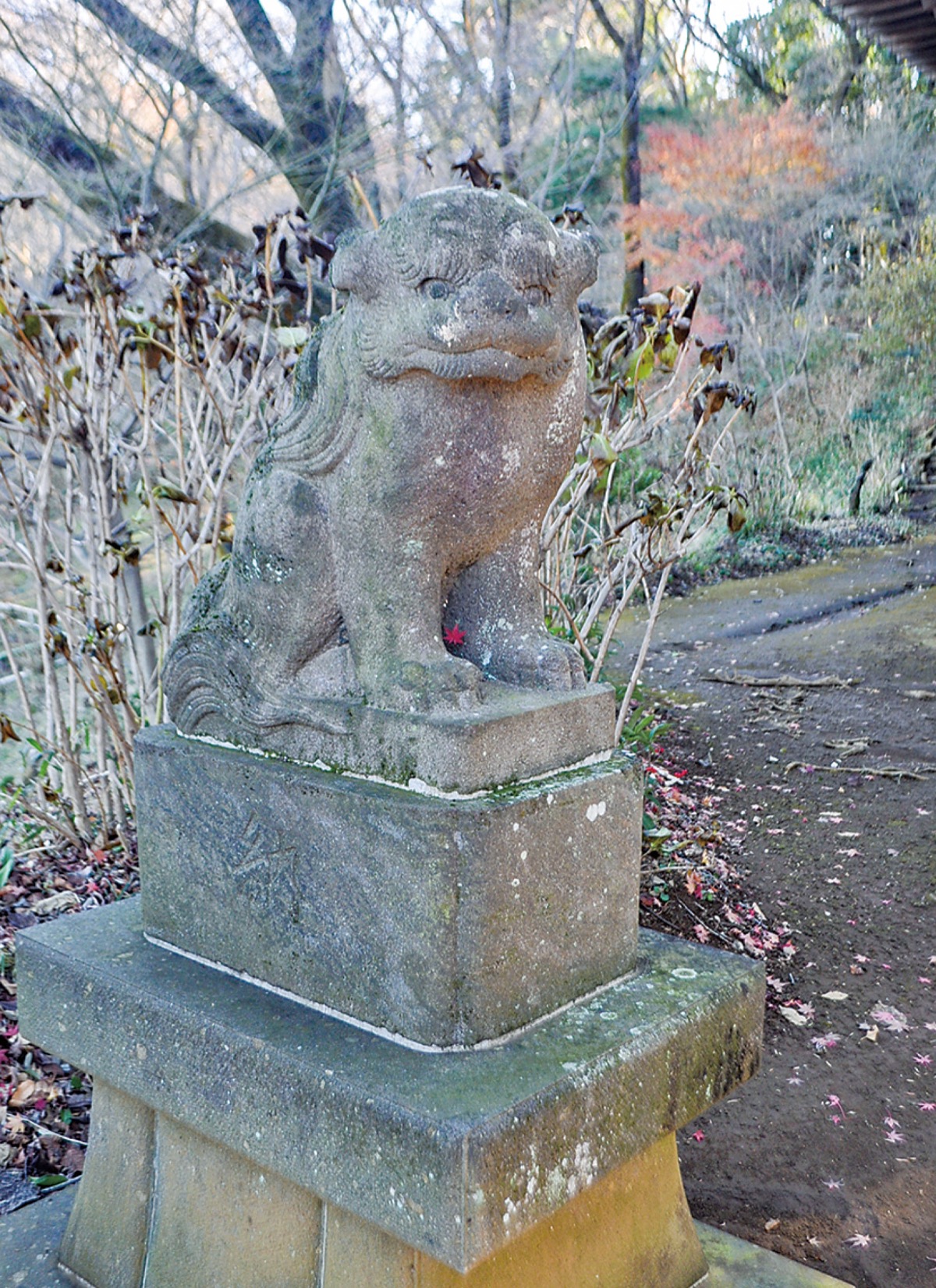 家康の生母の菩提寺・傳通院から移された狛犬