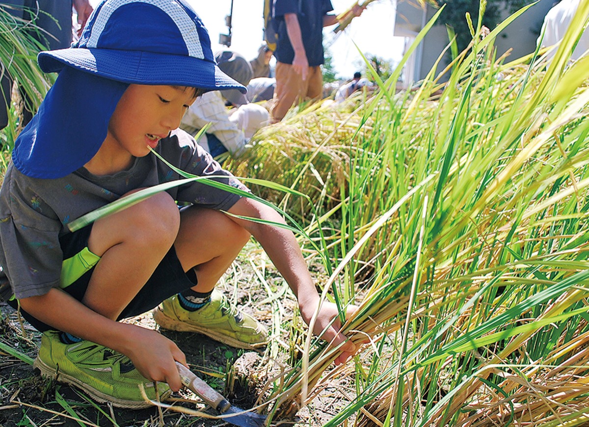 豊作の稲収穫に笑顔