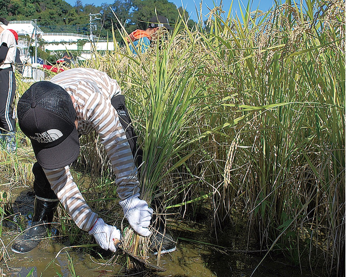地域と連携 稲刈り体験