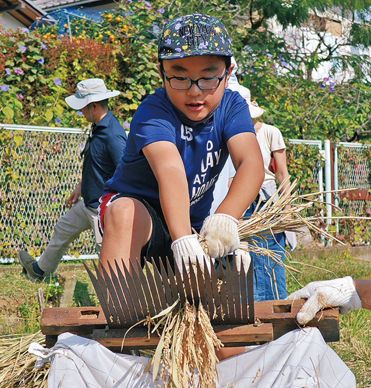 古来の手法で脱穀