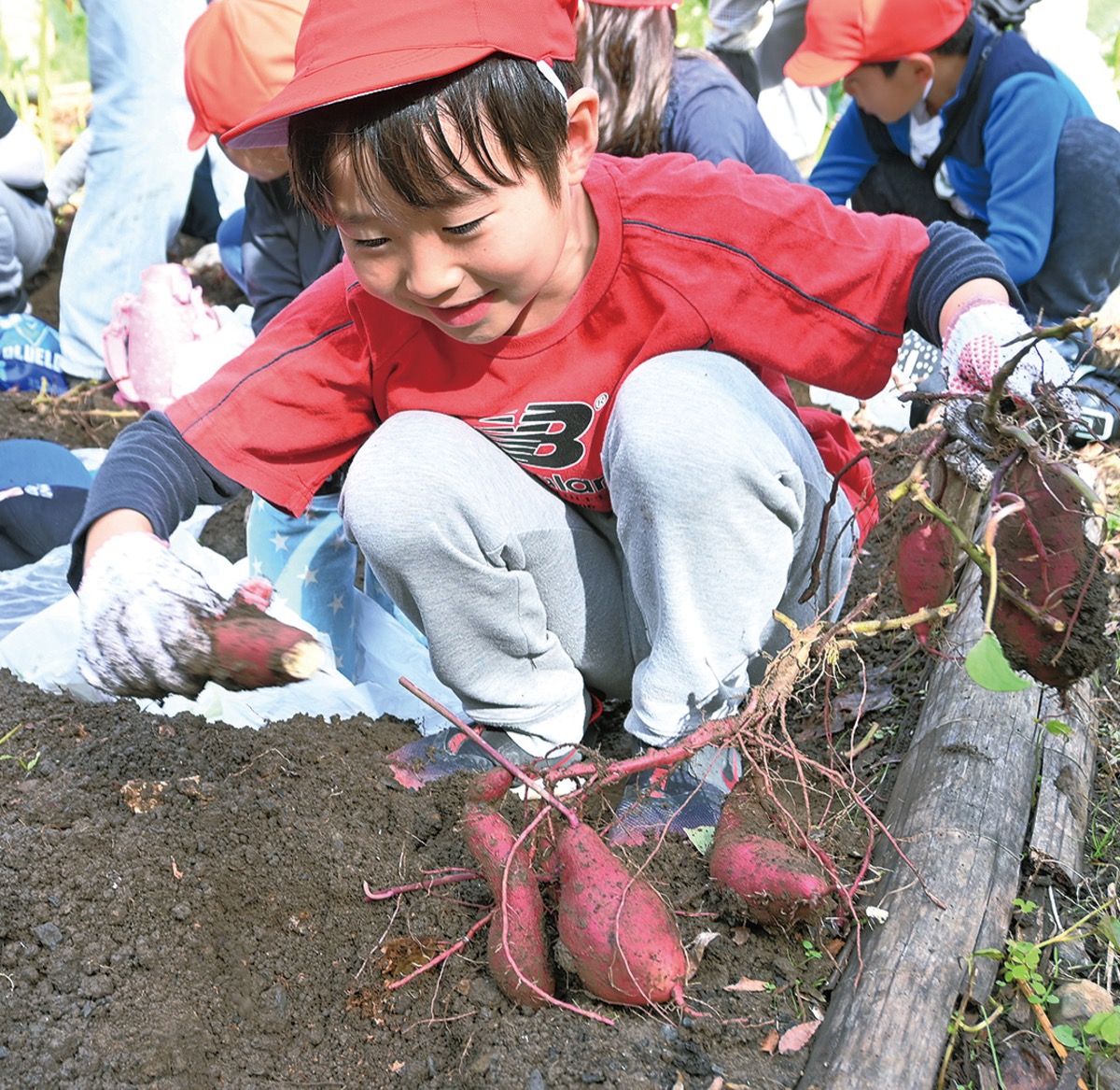 早野でサツマイモ収穫