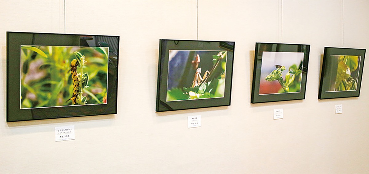 新春飾る写真の数々を