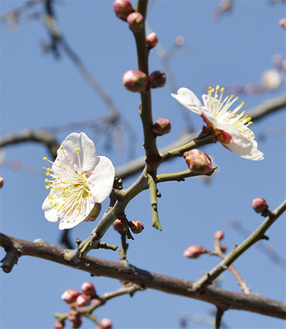 瀋秀園で咲き始めた梅の花（１月31日撮影）