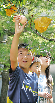 伝十郎桃を収穫する児童
