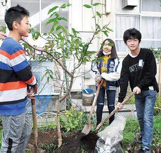 桃の苗木を植樹する子どもたち
