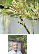 100年に一度の竹の花咲く