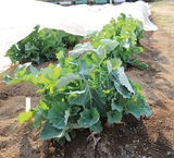 新品種の愛称募る