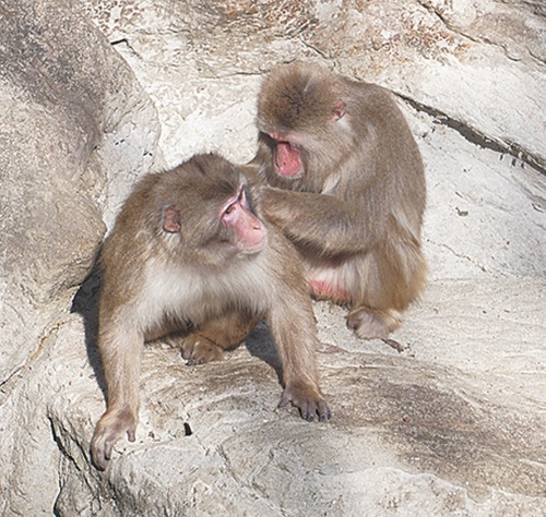 動物園のニホンザル（参考）