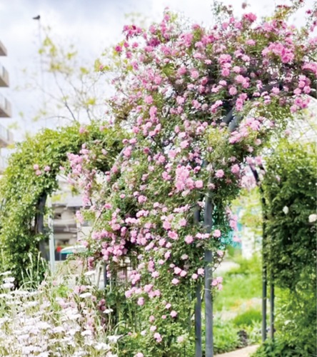 昨年のポンポンドゥパリ