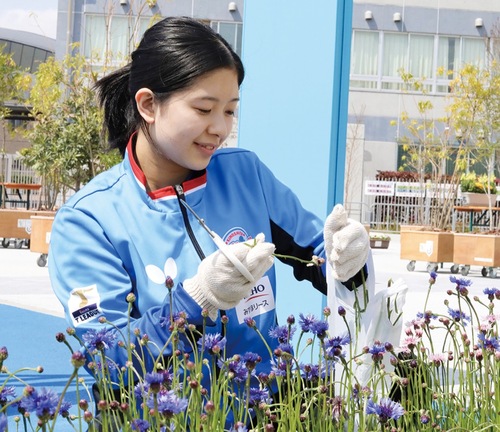 花がら摘みを行う櫻井選手KINOSHITA ABYELL KANAGAWA